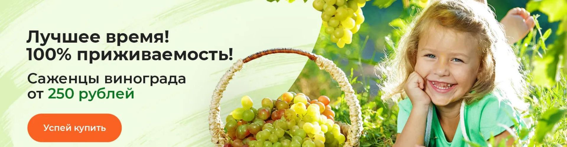 Саженцы винограда от 250 рублей в Гарденмарт