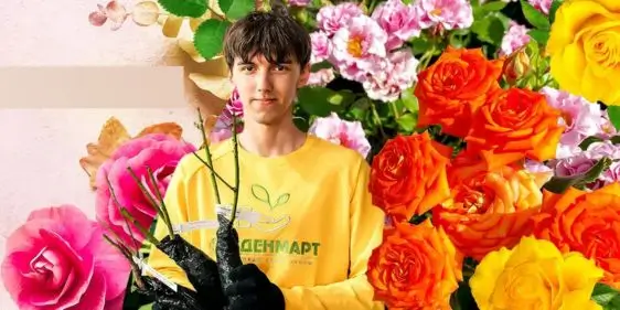 Розы от 280 рублей для осенней посадки от Гарденмарт