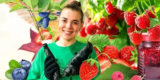 Скидки до 80% на самые сладкие сорта ягод от Гарденмарт