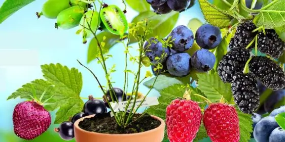 Скидки до 80% на самые ранние ягоды от Гарденмарт