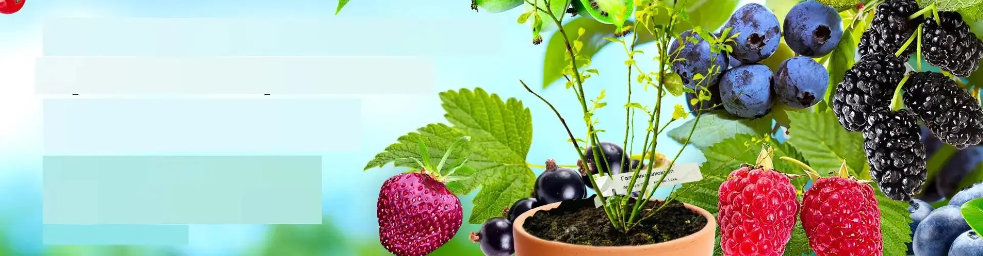 Скидки до 80% на самые ранние ягоды от Гарденмарт