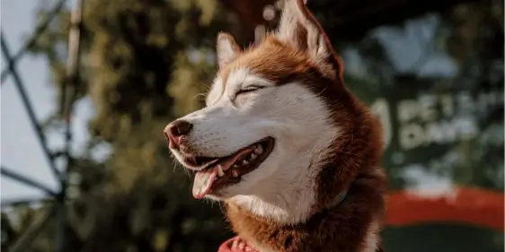 Фестиваль для питомцев и их хозяев от Petshop