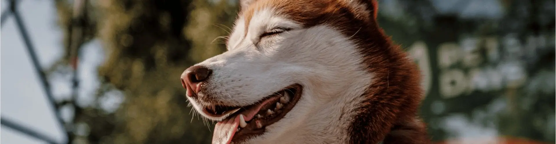 Фестиваль для питомцев и их хозяев от Petshop