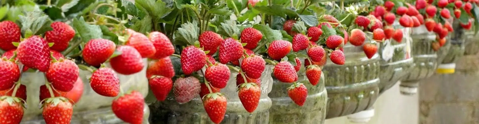 Скидка 15% на землянику в горшках от Onlinesemena