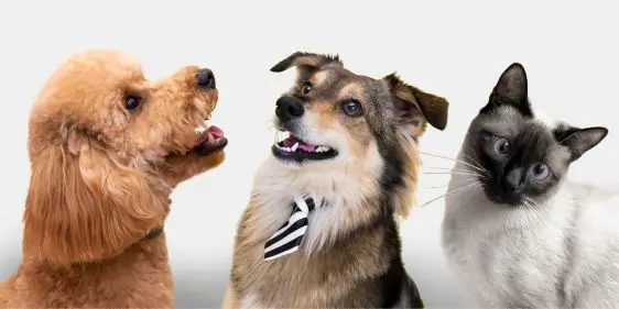 Программа лояльности Лемур