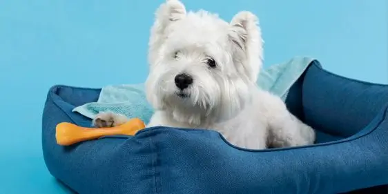 200 баллов за отзыв на товары CLP в Лемур