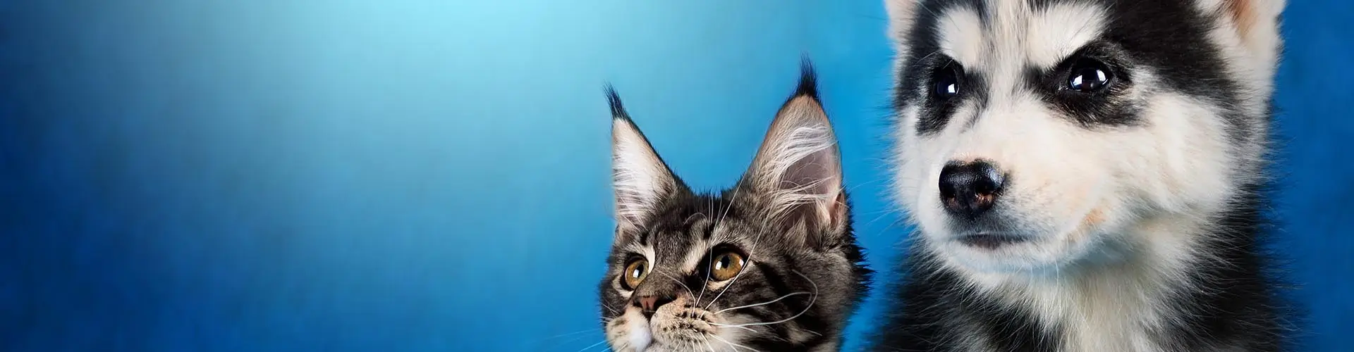 Бонусная программа Бетховен