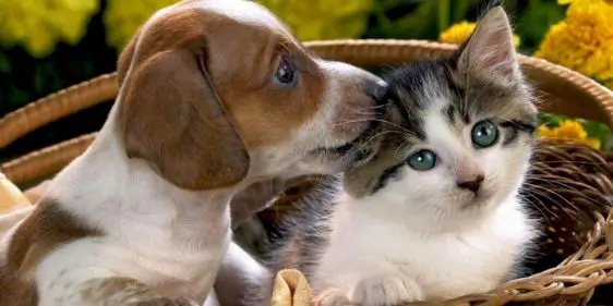 Бонусы и акции Бетховен