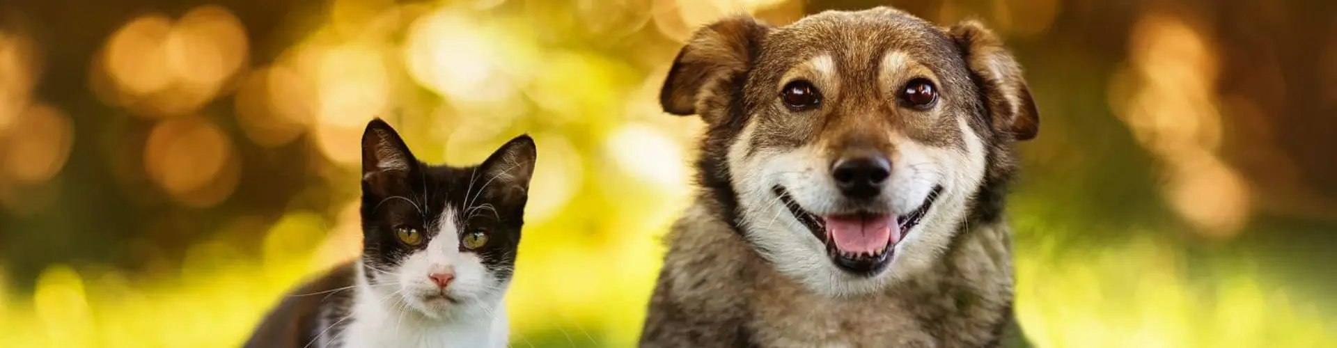 Бонусы и акции Четыре Лапы