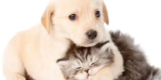 Бонусы и акции Петшоп