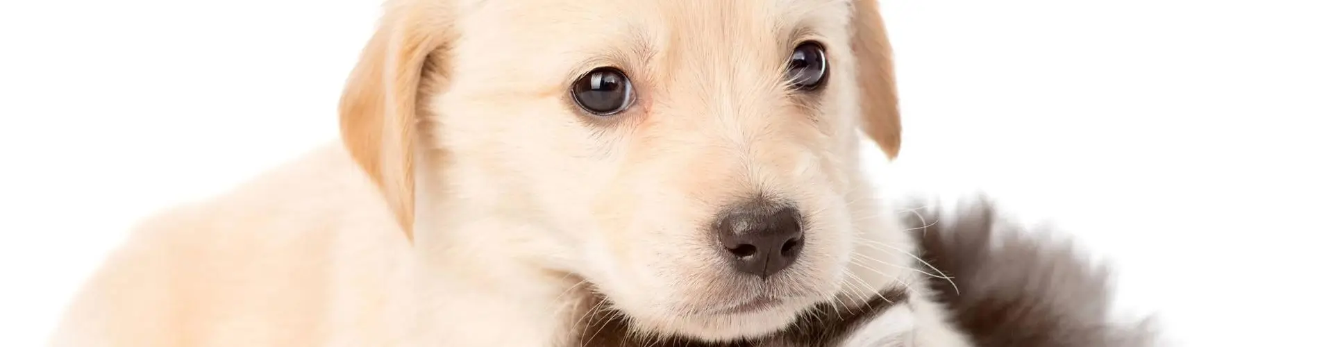 Бонусы и акции Петшоп