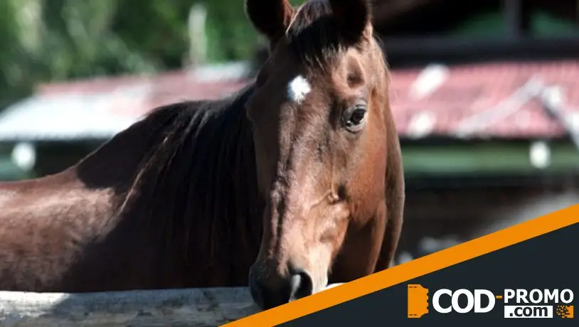 Лошадь Fine Cotton 