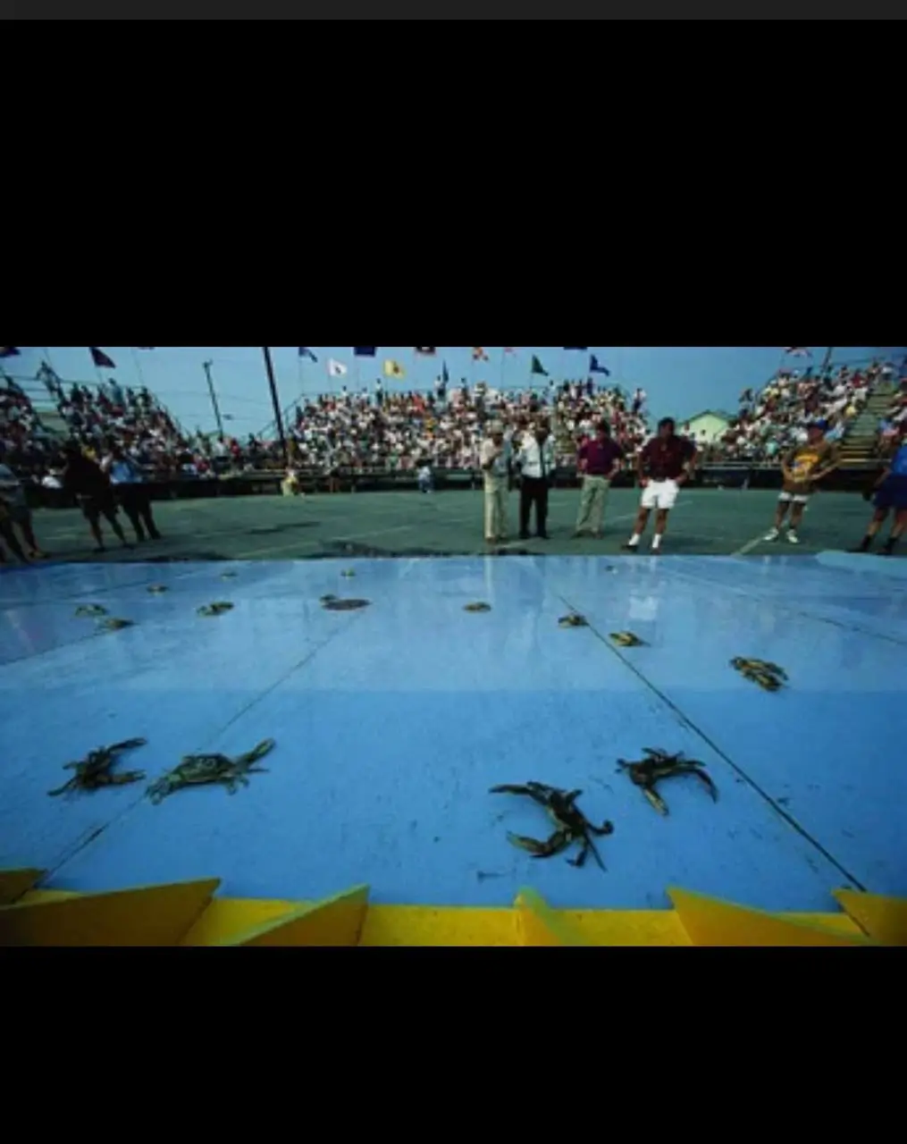 Бега голубых крабов: необычные ставки с карибским драйвом