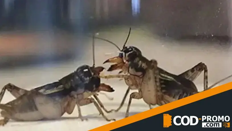 Бои сверчков: необычные ставки или китайская традиция